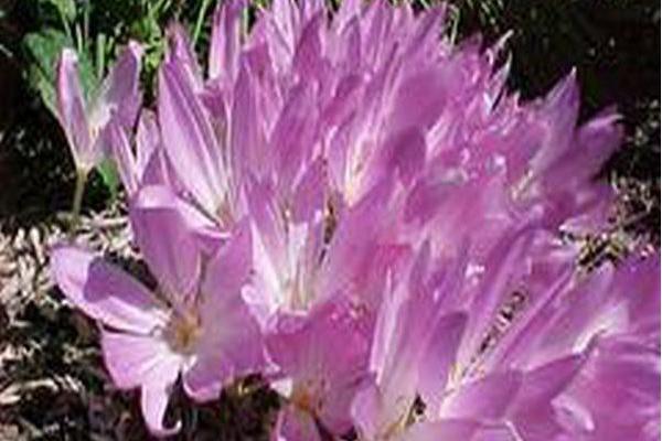 Colchicum (group)