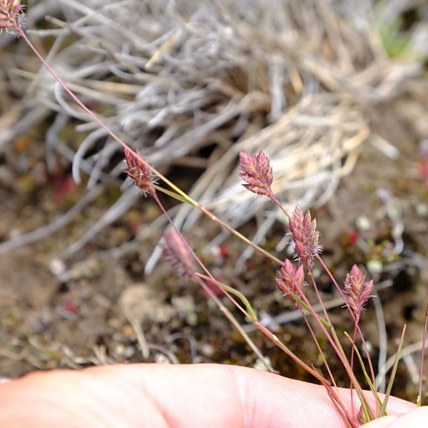 Tribolium brachystachyum