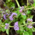 唇萼薄荷(Mentha)