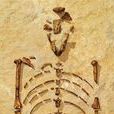 “露西”骨骼化石