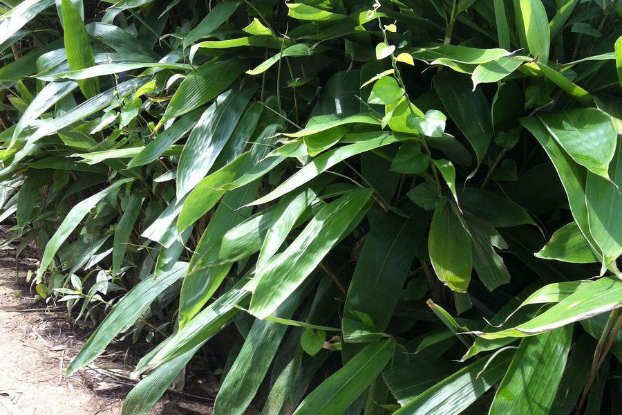 長舌茶竿竹 長舌茶竿竹