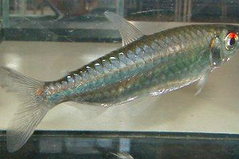 綠平克 綠平克