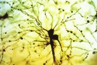 人類大腦皮層的發育圖