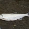 宜良白魚 宜良白魚