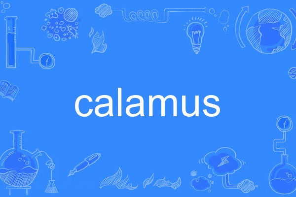 calamus calamus