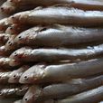 風尾魚 風尾魚