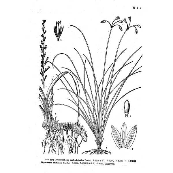 異蕊草 異蕊草