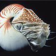 珍珠鸚鵡螺