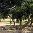 高陽村(湖南省藍山縣塔峰鎮高陽村) 高陽村(湖南省藍山縣塔峰鎮高陽村)