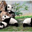 大熊貓自然保護區