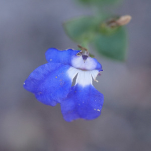 Goodenia eatoniana