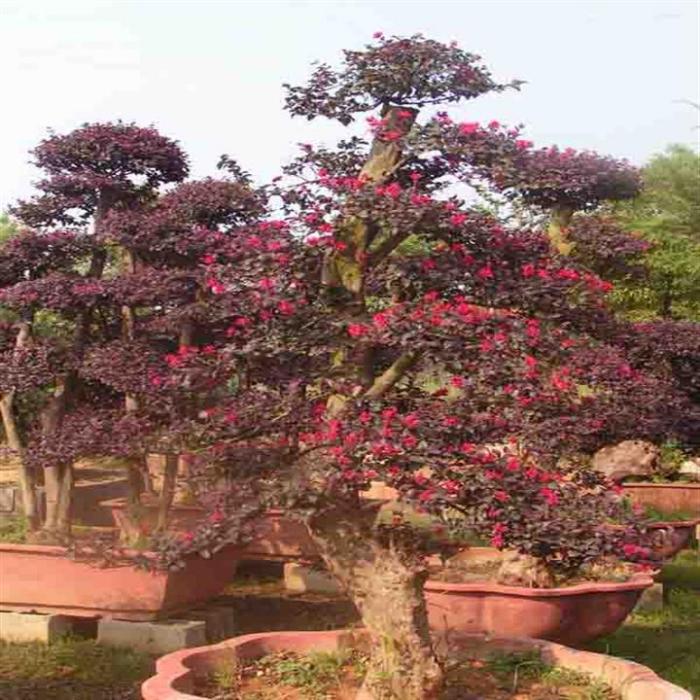 紅花咀村 紅花咀村