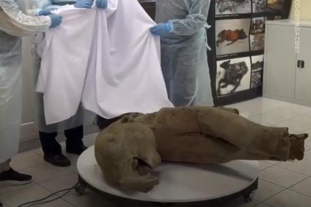 亞娜(雌性猛獁象幼崽遺體) 亞娜(雌性猛獁象幼崽遺體)