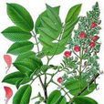 毒魚豆 毒魚豆