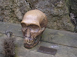 漢諾瓦動物園中陳列的尼安德塔人頭骨