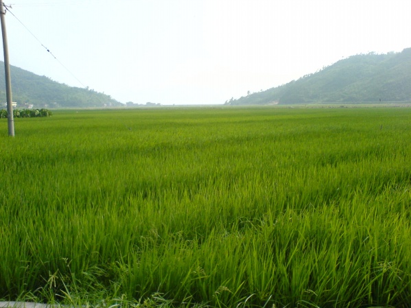 蕉宕村水稻田