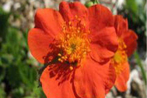 Geum coccineum \x27Cooky\x27