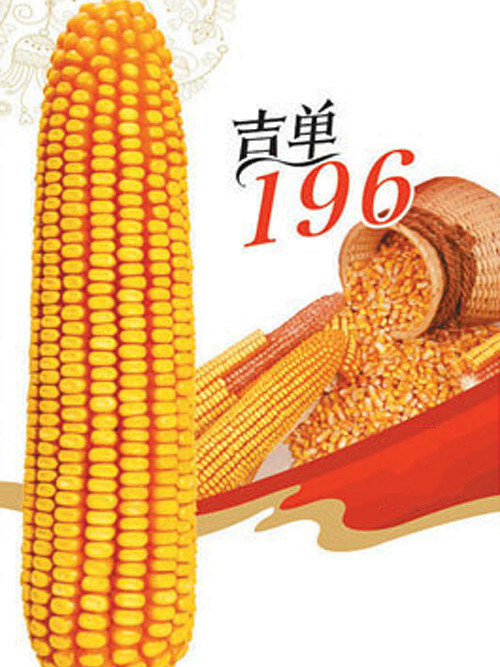 吉單196 吉單196
