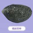 娟絲麗蚌 娟絲麗蚌