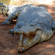 澳洲鹹水鱷