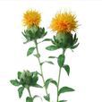 鳳梨菊 鳳梨菊