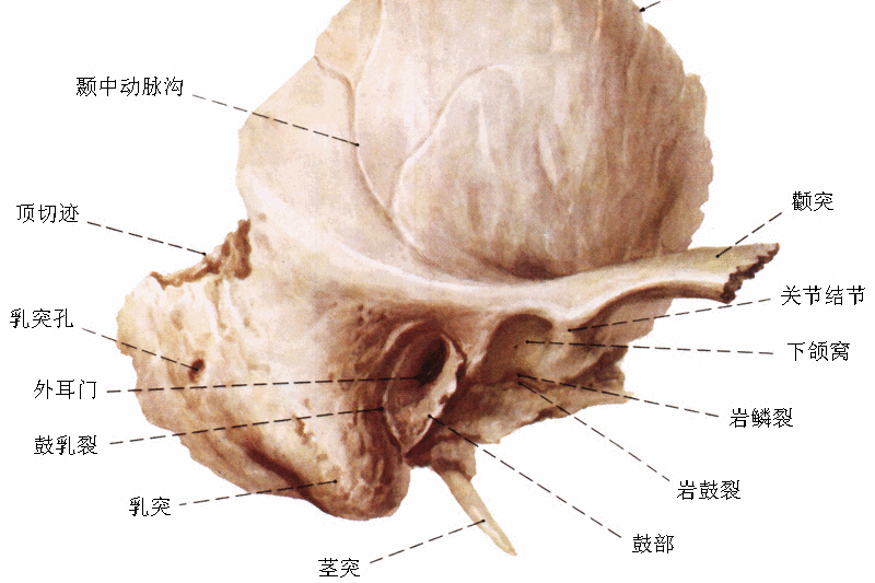 乳突孔