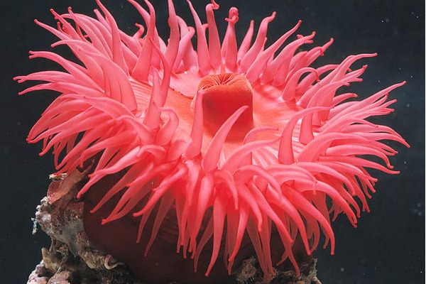 蓮花海葵 蓮花海葵