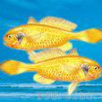 黑鰓梅童魚(大頭寶) 黑鰓梅童魚(大頭寶)
