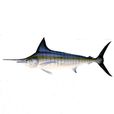 尖吻四鰭旗魚 尖吻四鰭旗魚