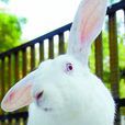 日本大耳兔