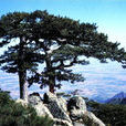 青龍山(遼寧省蓋州市青龍山) 青龍山(遼寧省蓋州市青龍山)