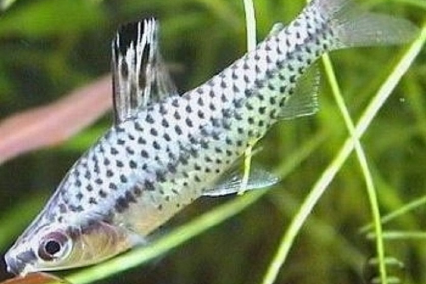 網球魚 網球魚