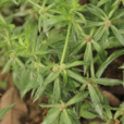 刺芹(刺芫荽)
