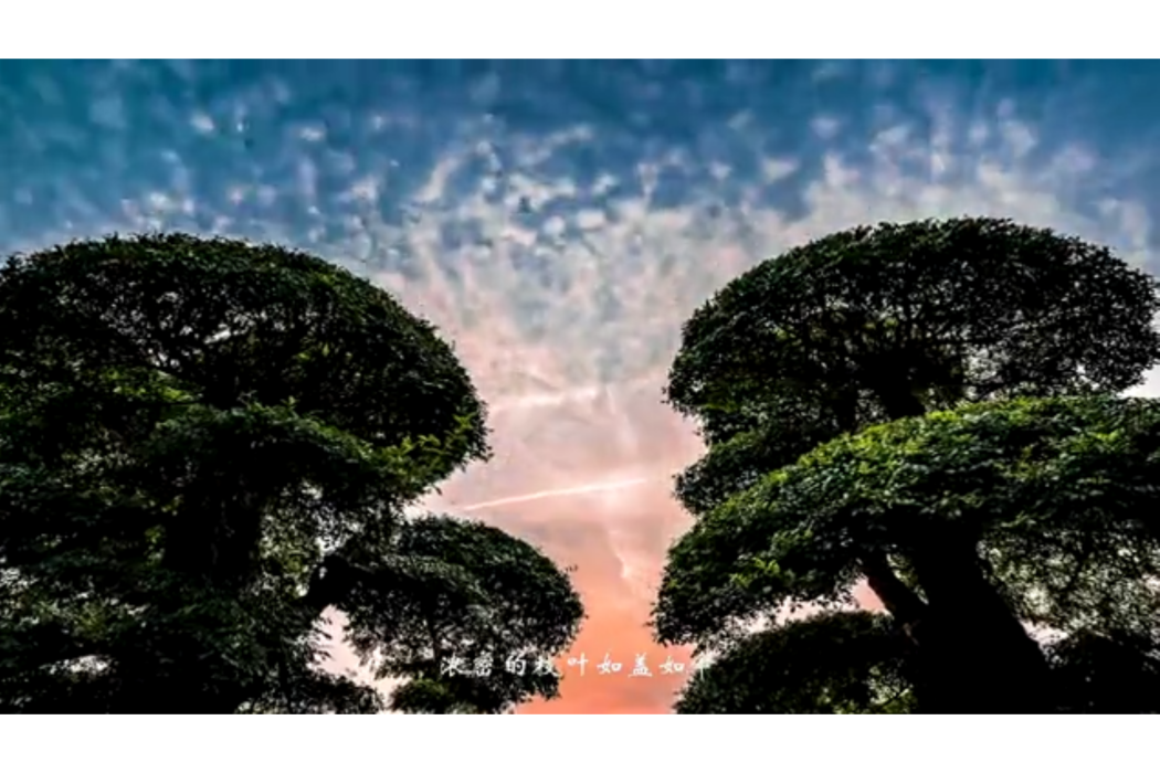 對節成雙 對節成雙