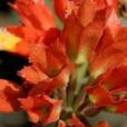 金紅花 金紅花