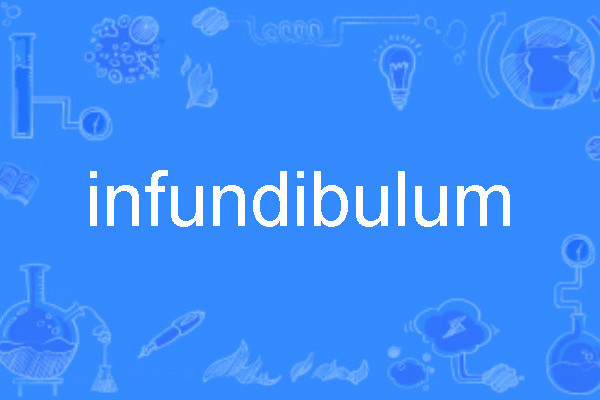 infundibulum infundibulum