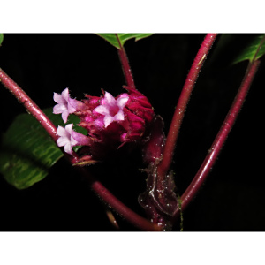 Palicourea psilophylla