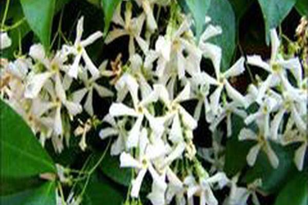 Trachelospermum jasminoides Trachelospermum jasminoides
