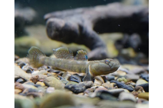 梵鰕虎魚屬 梵鰕虎魚屬