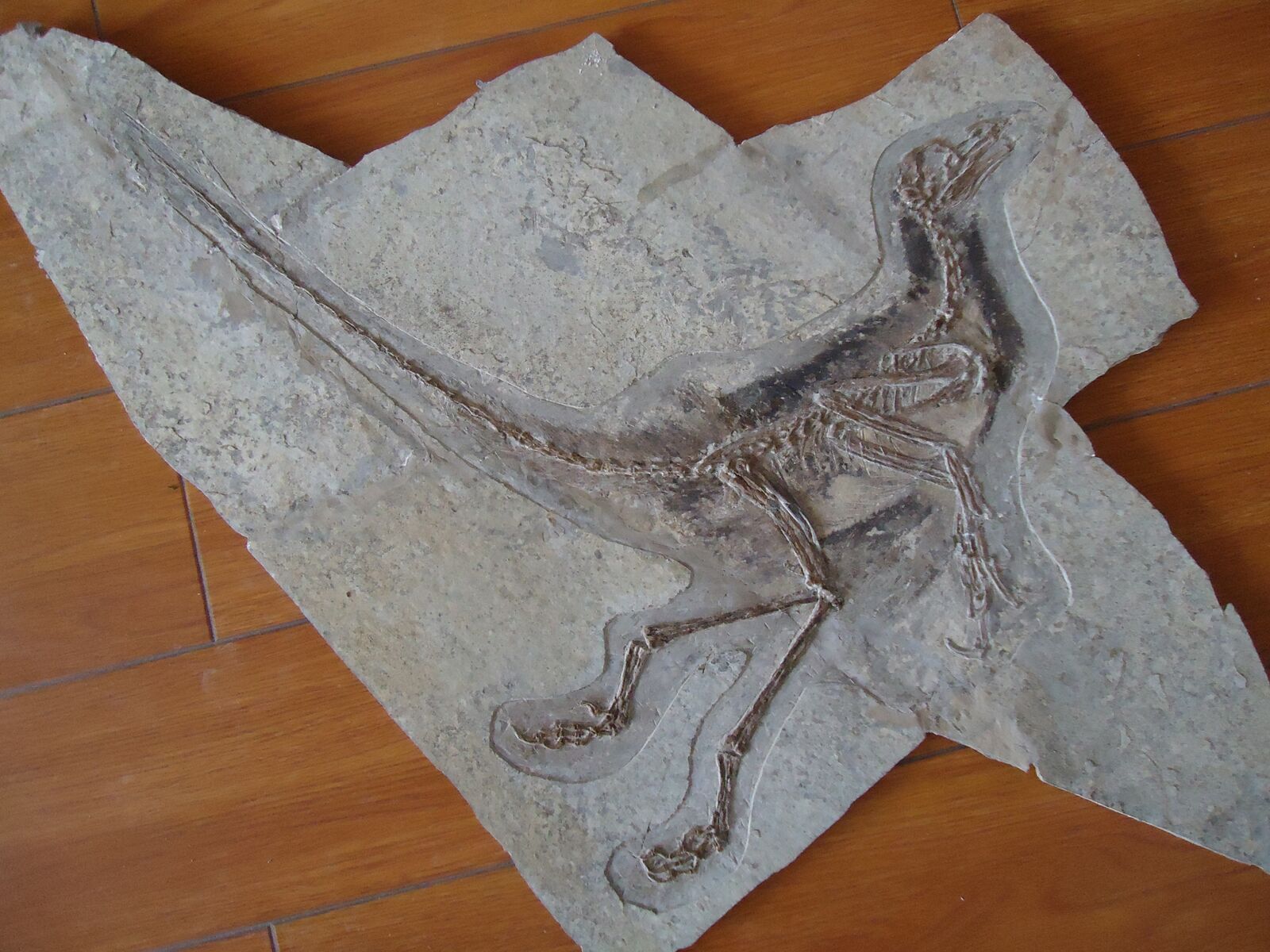 一個近鳥龍的化石標本