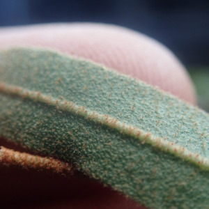 Croton ambovombensis