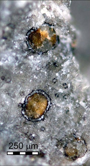 火星隕石中發現的碳酸鹽小球