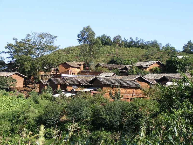 大巨樹村 大巨樹村
