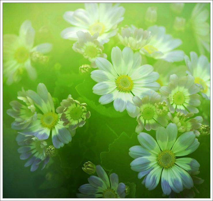 花韻 花韻