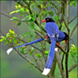 台灣藍鵲(台灣特有鳥類)