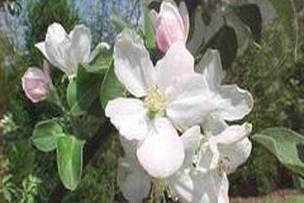 Malus \x27Empire\x27 Malus \x27Empire\x27