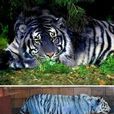 黑藍虎