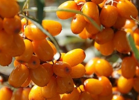 綏棘1號 綏棘1號