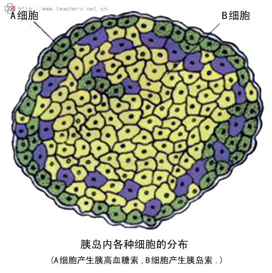 胰島A細胞