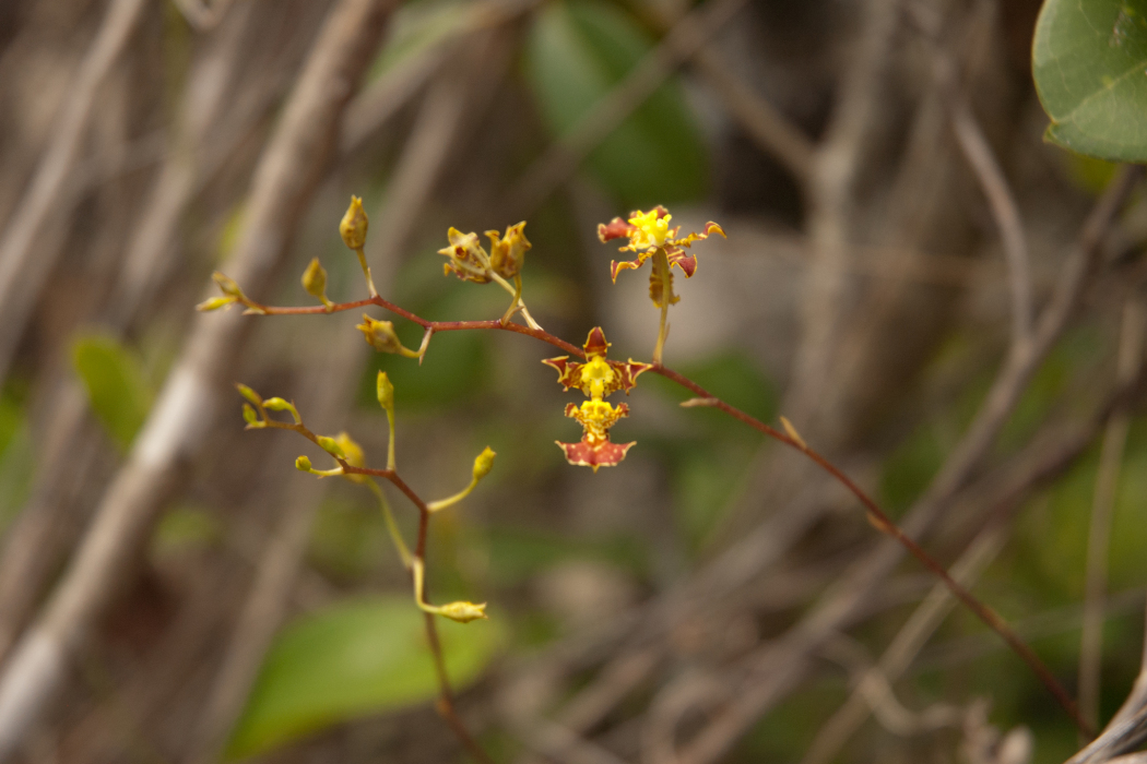 Tolumnia lucayana